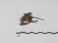 棕色革菌藏品圖，第1張