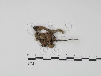 棕色革菌藏品圖，第3張