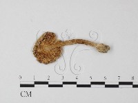 登錄號:F0008493藏品圖，第1張