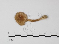 登錄號:F0008493藏品圖，第3張