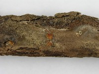 登錄號:F0008494藏品圖，第4張