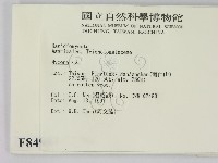 小菇屬藏品圖，第2張