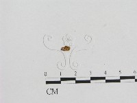 小菇屬藏品圖，第3張