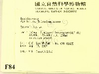 微皮傘屬藏品圖，第2張