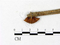 微皮傘屬藏品圖，第3張