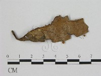 登錄號:F0008498藏品圖，第1張