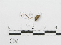 登錄號:F0008499藏品圖，第3張