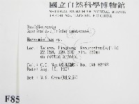 微皮傘屬藏品圖，第2張