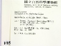 毛木耳藏品圖，第2張