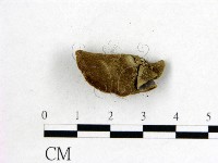 毛木耳藏品圖，第3張