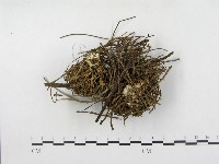 登錄號:F0008504藏品圖，第1張