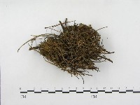 登錄號:F0008504藏品圖，第3張