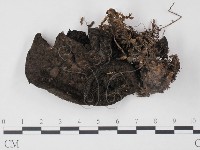 登錄號:F0008505藏品圖，第1張