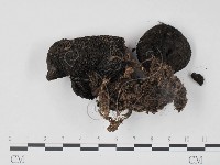 登錄號:F0008505藏品圖，第3張