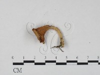 雞油菌屬藏品圖，第3張