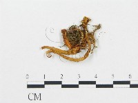 登錄號:F0008507藏品圖，第1張