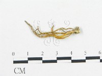 登錄號:F0008508藏品圖，第1張