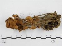 登錄號:F0008509藏品圖，第3張
