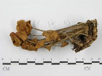登錄號:F0008509藏品圖，第4張