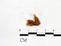 登錄號:F0008510藏品圖，第1張