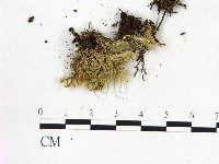 登錄號:F0008511藏品圖，第3張