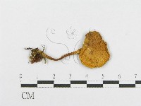 登錄號:F0008512藏品圖，第1張