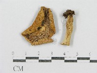 登錄號:F0008514藏品圖，第1張