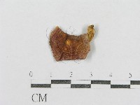 紅菇屬藏品圖，第1張