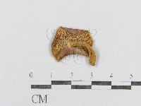 紅菇屬藏品圖，第3張