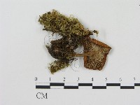 登錄號:F0008517藏品圖，第1張