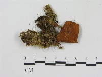 登錄號:F0008517藏品圖，第3張