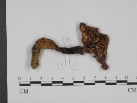 登錄號:F0008519藏品圖，第1張