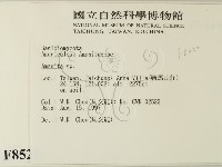 鵝膏屬藏品圖，第2張