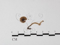 鵝膏屬藏品圖，第1張