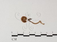 鵝膏屬藏品圖，第3張