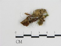 登錄號:F0008521藏品圖，第1張