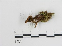 登錄號:F0008521藏品圖，第3張