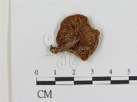 登錄號:F0008523藏品圖，第1張