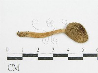 鬼傘屬藏品圖，第3張