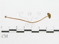 登錄號:F0008526藏品圖，第3張