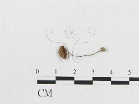 登錄號:F0008527藏品圖，第1張