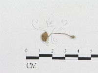 登錄號:F0008527藏品圖，第3張