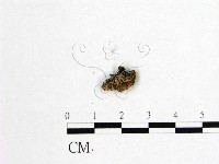 登錄號:F0008529藏品圖，第1張