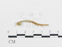 登錄號:F0008530藏品圖，第1張