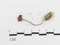 登錄號:F0008532藏品圖，第1張