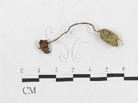 登錄號:F0008532藏品圖，第3張