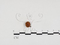 登錄號:F0008534藏品圖，第1張