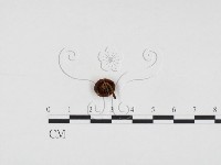 登錄號:F0008534藏品圖，第3張