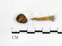 登錄號:F0008535藏品圖，第3張