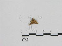 登錄號:F0008537藏品圖，第1張